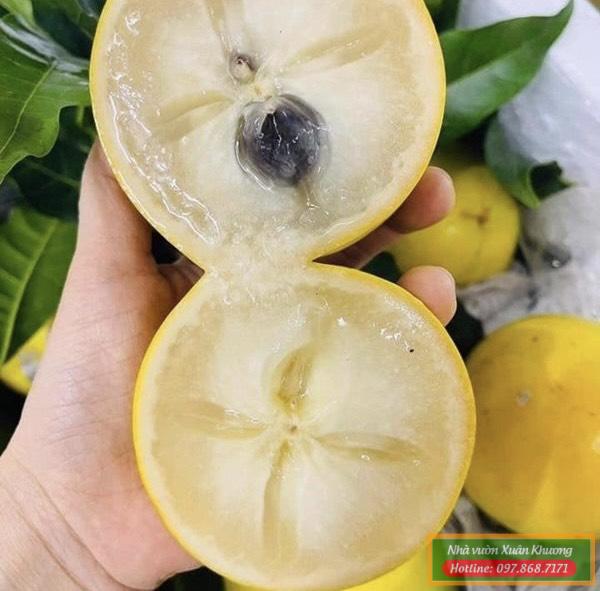 quả vú sữa hoàng kim (2)