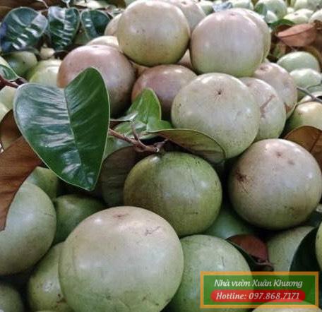 quả vú sữa lò rèn (1)