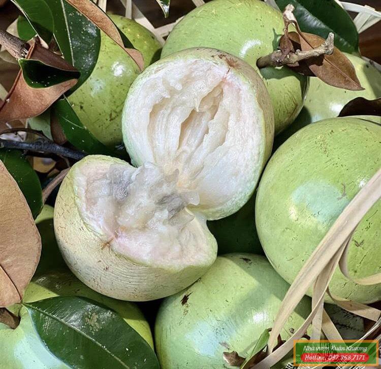 quả vú sữa lò rèn (2)