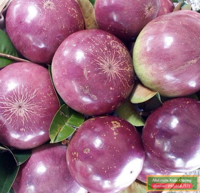 quả vú sữa tím mica (1)