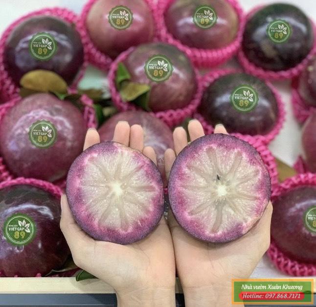 quả vú sữa tím mica (2)