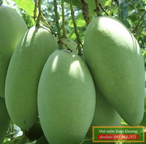 quả xoài đài loan (4)