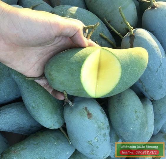 quả xoài thái (1)