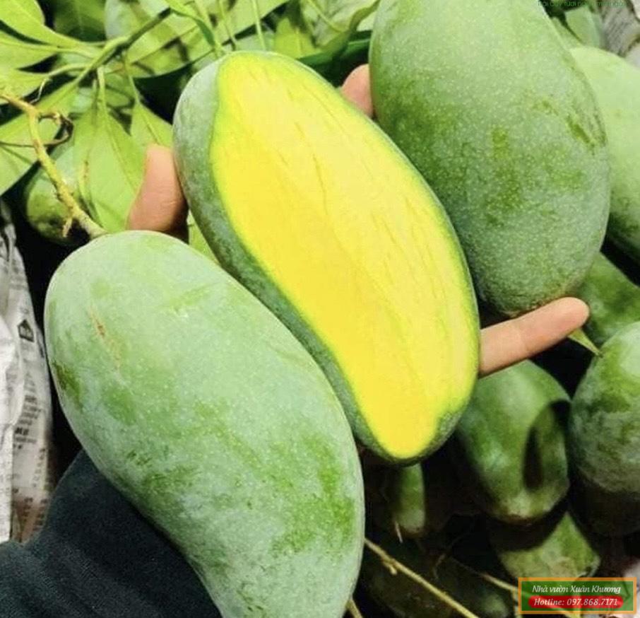 quả xoài thái (2)