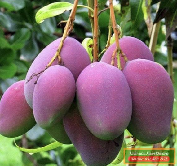 quả xoài tím (1)