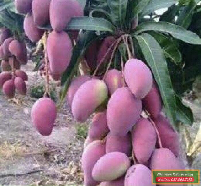 quả xoài tím (2)