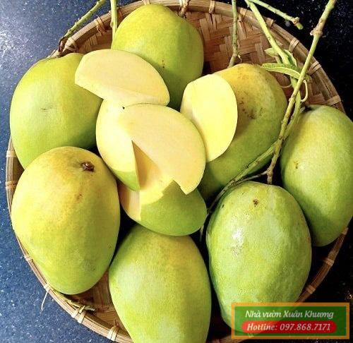 quả xoài tứ quý (1)