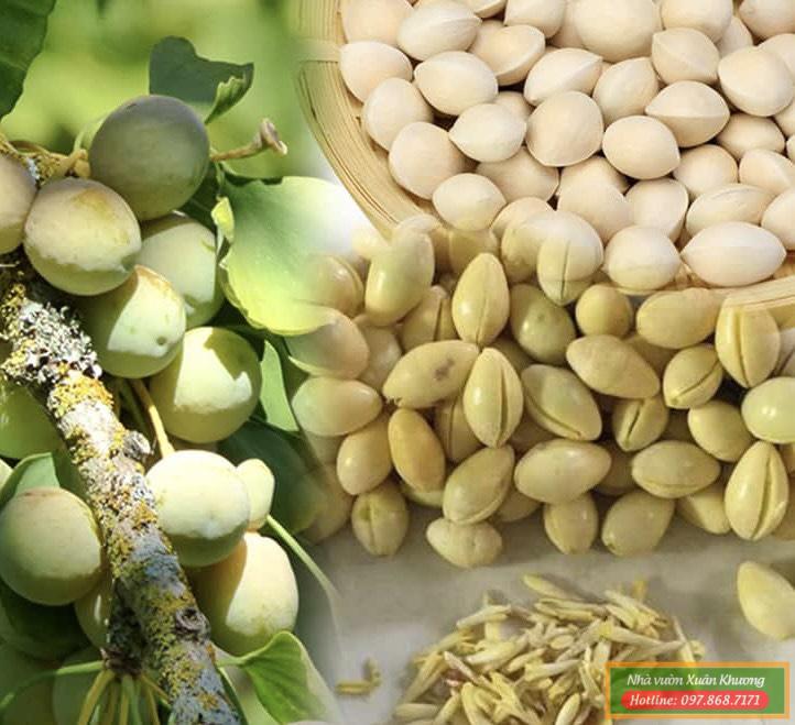 thu hoạch quả bạch quả