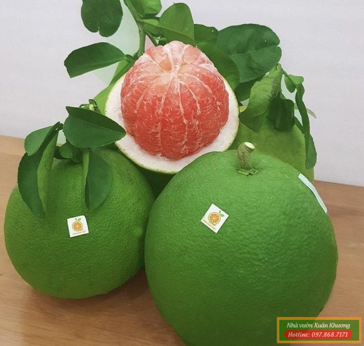 thu hoạch quả bưởi da xanh