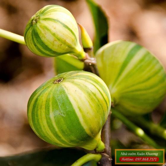 thu hoạch quả cây sung mỹ cẩm thạch