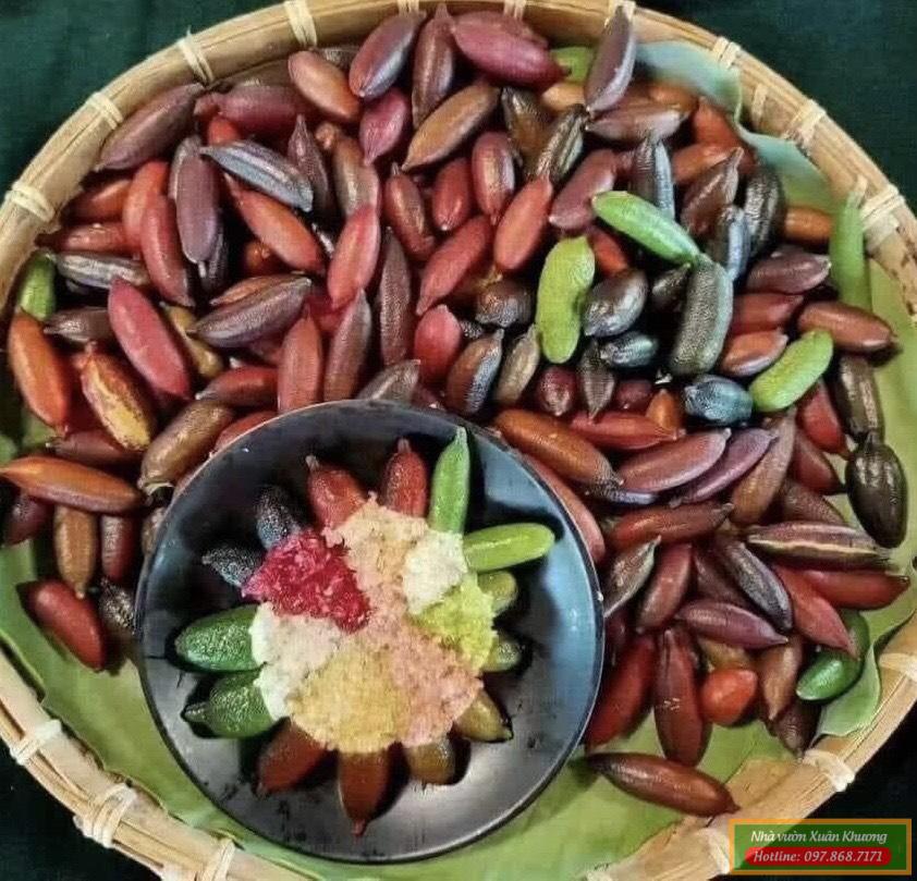 thu hoạch quả chanh ngón tay