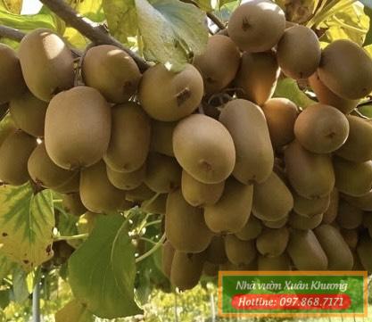 thu hoạch quả kiwi