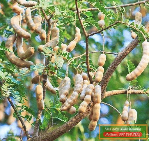 thu hoạch quả me thái (3)