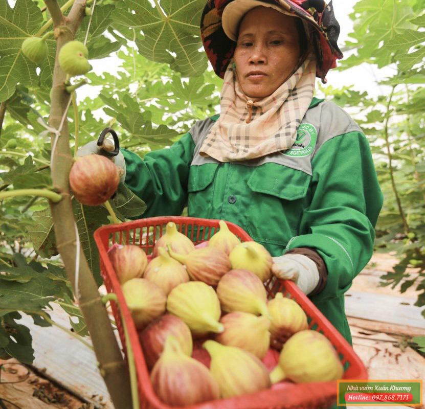 thu hoạch quả sung mỹ