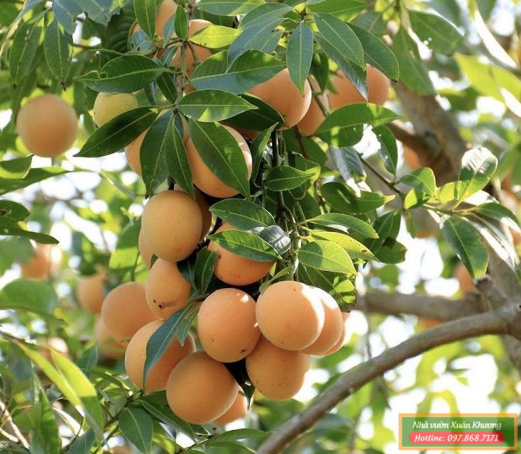 thu hoạch trái thanh trà