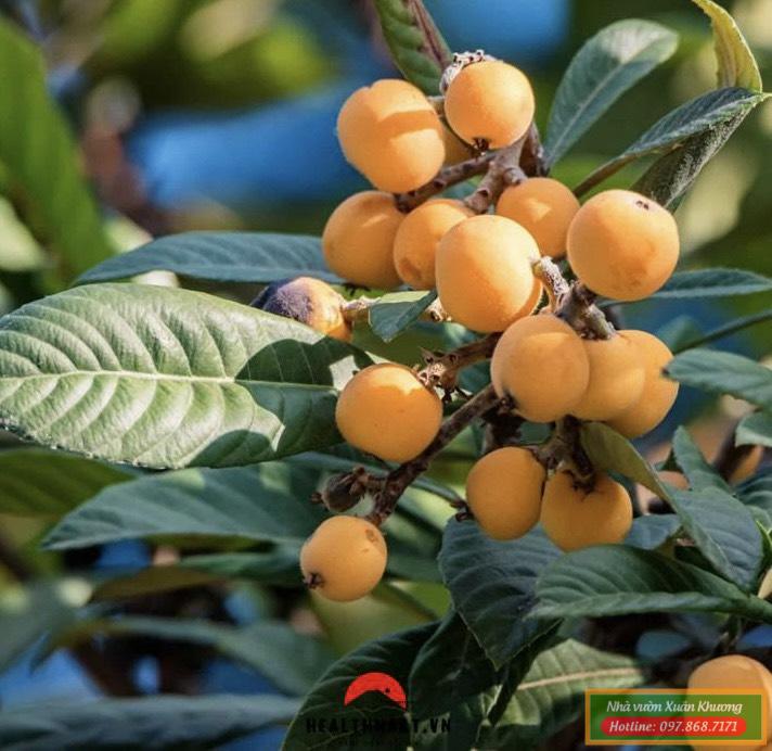 thủ quả cây biaw nhót nhật