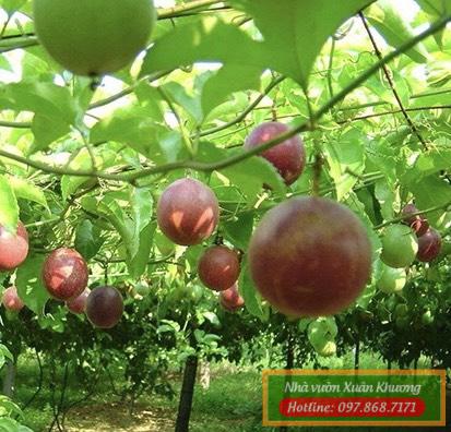 thu quả cây chanh leo