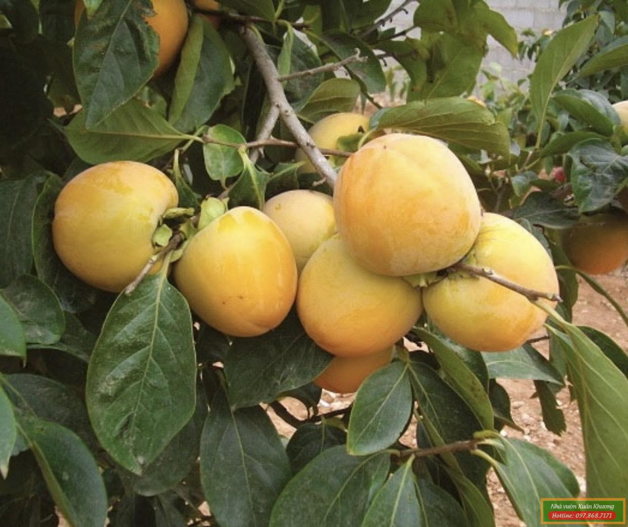 thu quả cây hồng giòn