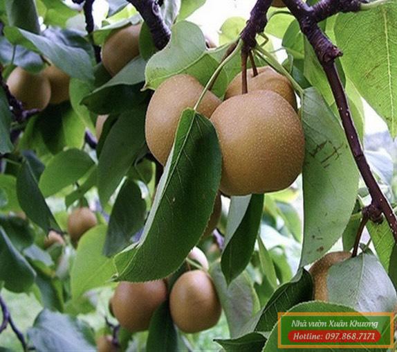 thu quả cây lê nâu (1)