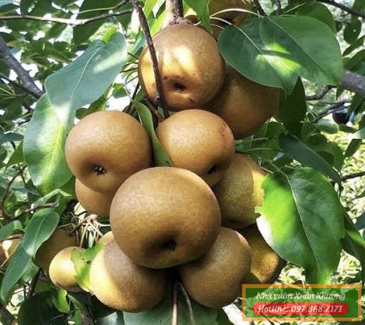 thu quả cây lê nâu (2)