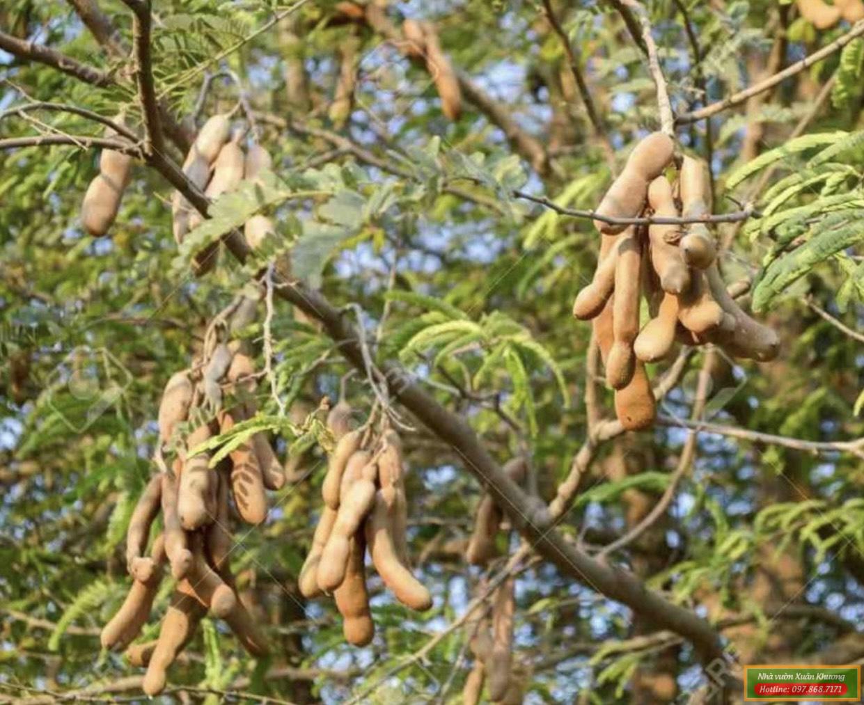 thu quả cây me chua