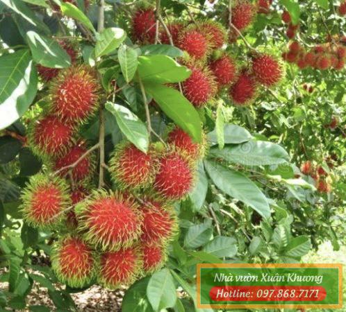 thu quả chôm chôm