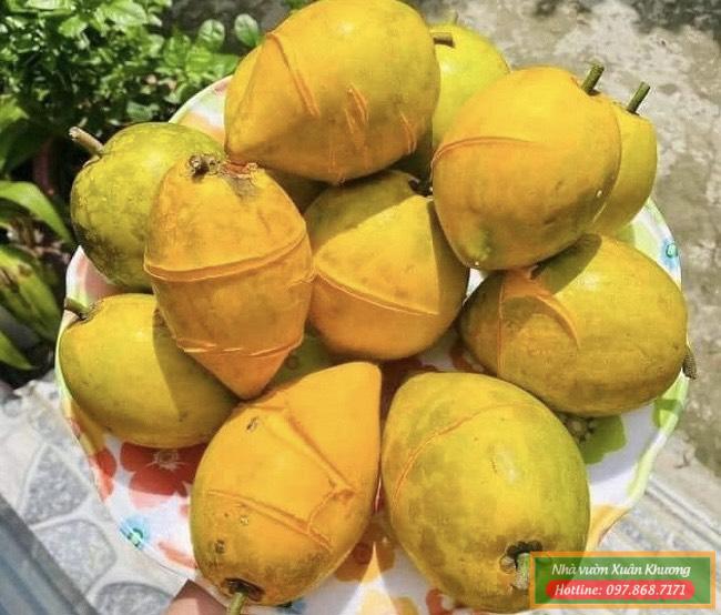 thu quả trứng gà (2)