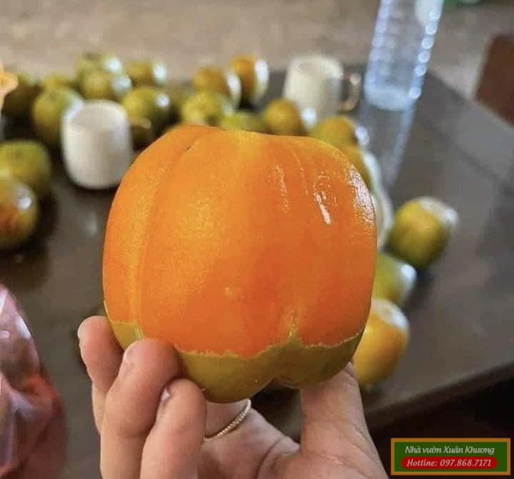 thưởng thức trái hồng da tre (2)