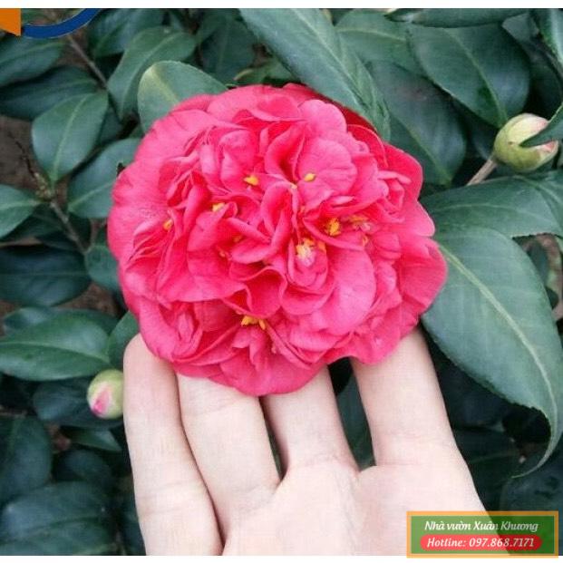 trà thâm hồng bát diện