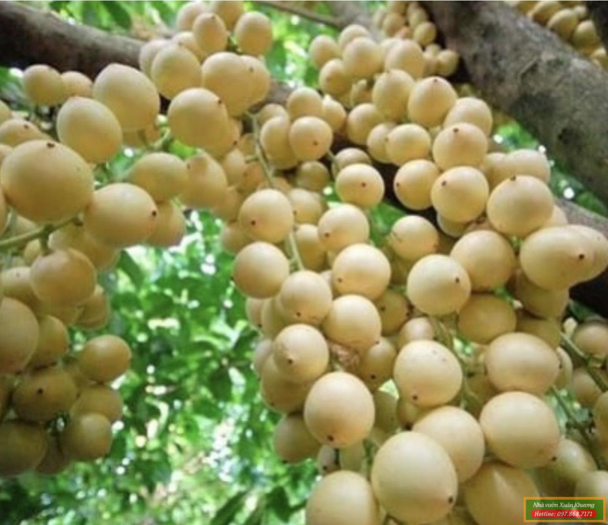 trái bòn bon thái