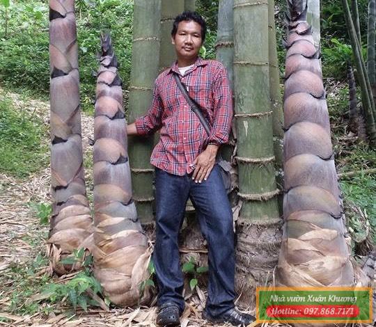 tre khổng lồ thái lan (2)