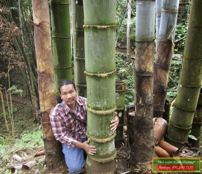 tre khổng lồ thái lan (3)