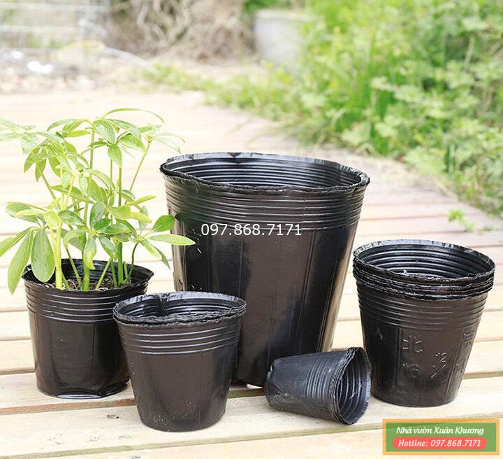 túi bát đóng bầu (1)