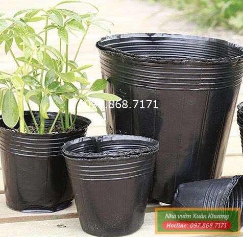 túi bát đóng bầu (4)