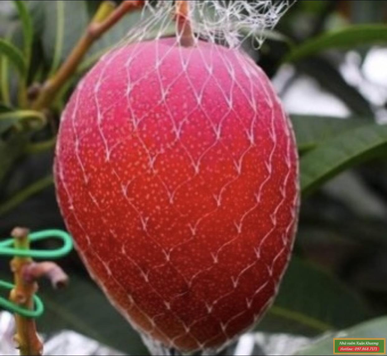 xoài đỏ mặt trời nhật bản (1)