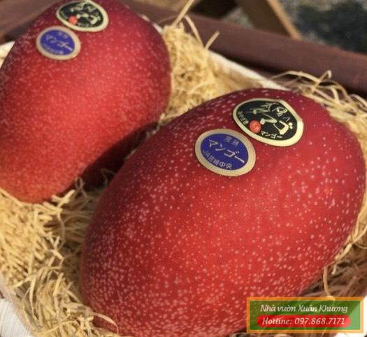 xoài đỏ mặt trời nhật bản (2)