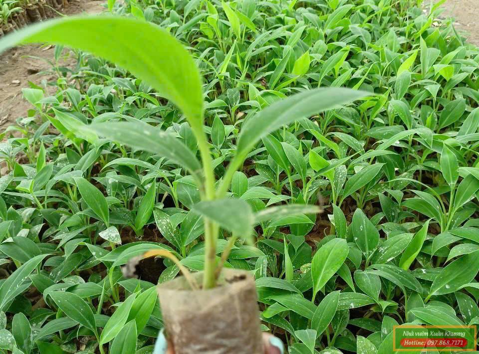 cây chuối tây giống