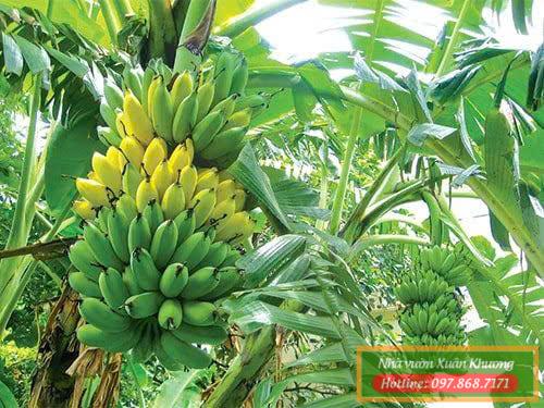 cây chuối tây nhà vườn xuân khương #chuoitay (1)