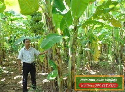 cây chuối tây nhà vườn xuân khương #chuoitay (2)