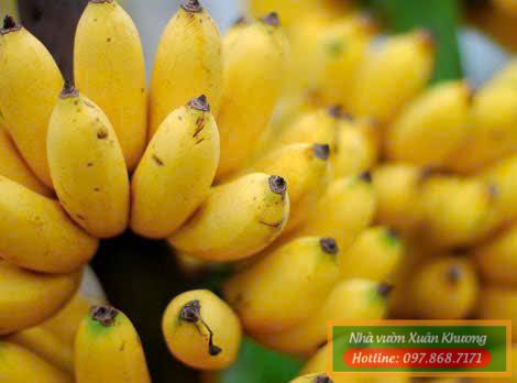 quả chuối tây chín
