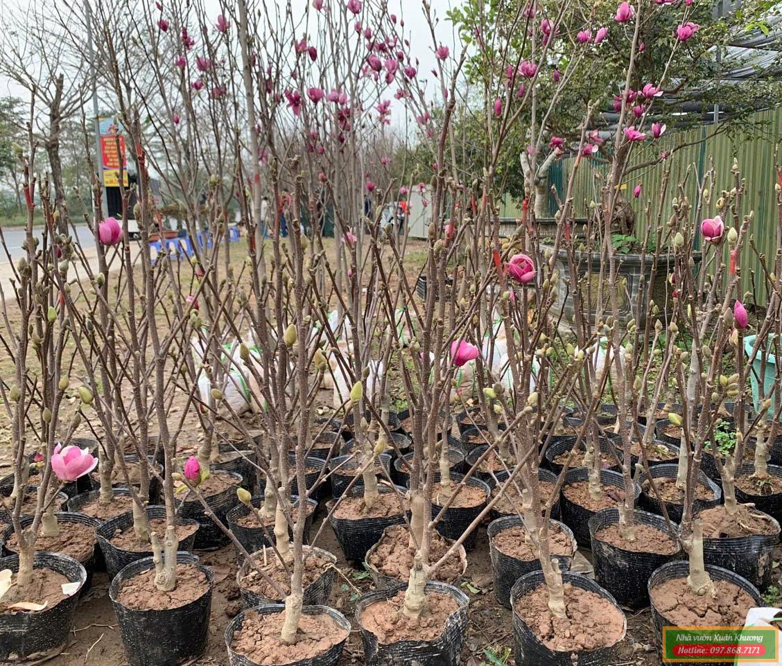 cây hoa mộc lan giống