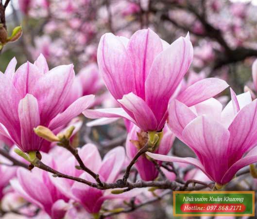 cây hoa mộc lan tím hồng