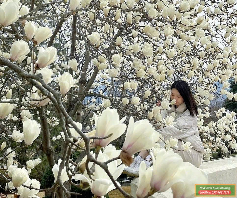 cây hoa mộc lan trắng