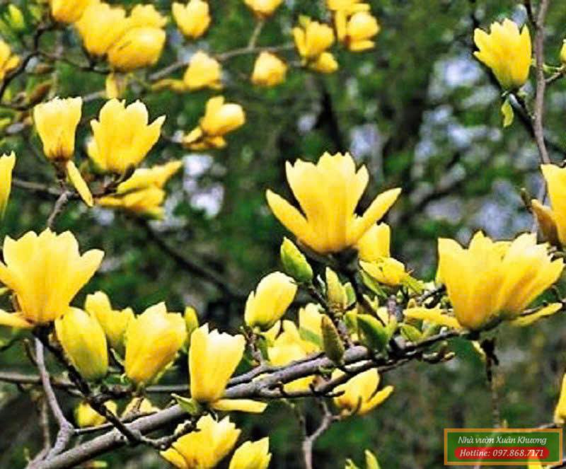 cây hoa mộc lan vàng