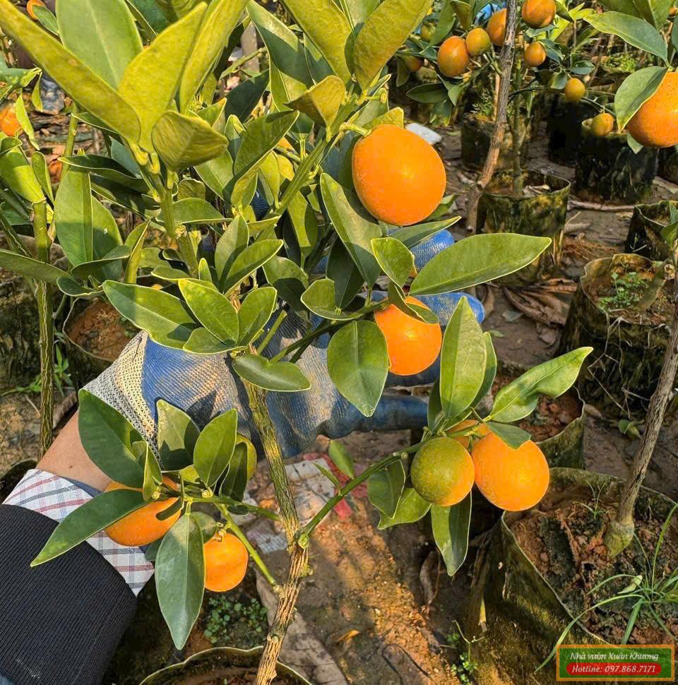 cây kim quất quất ngot đài loan (1)