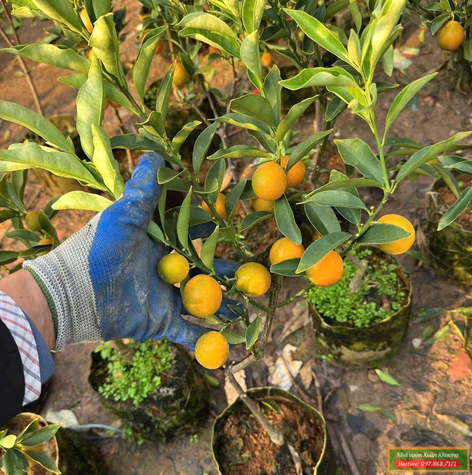cây kim quất quất ngot đài loan (2)