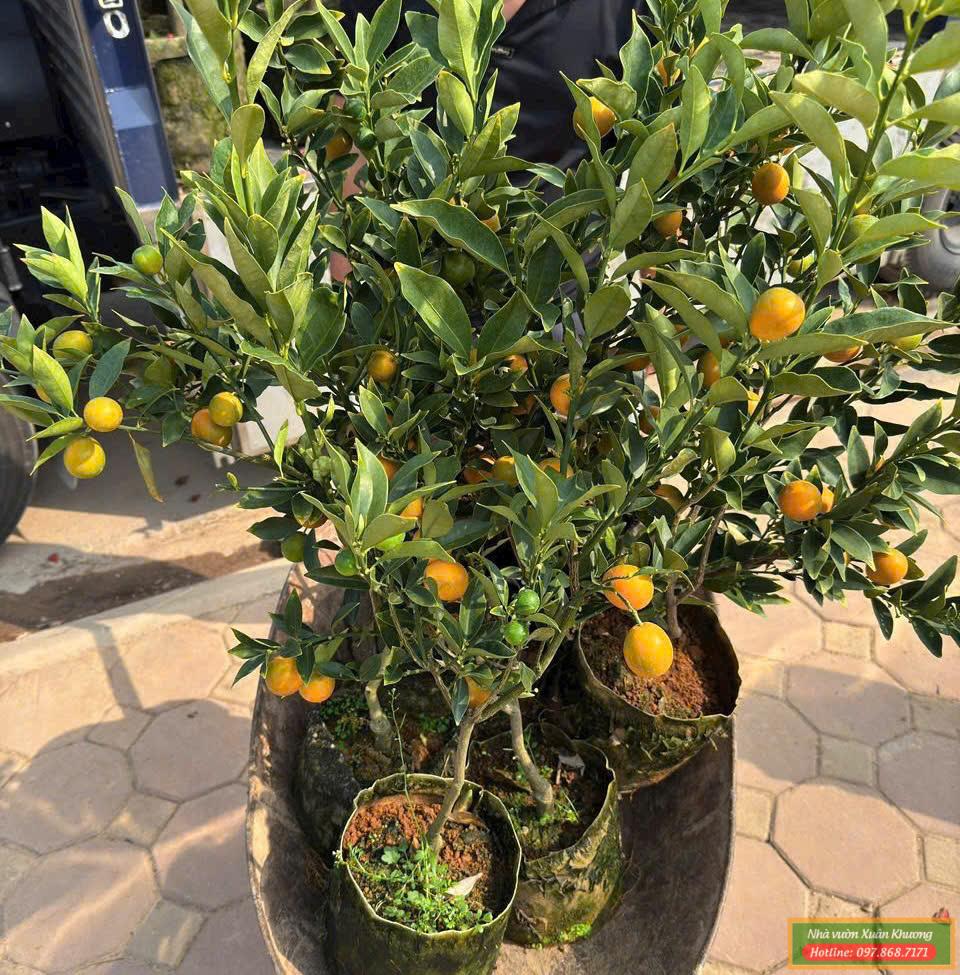cây kim quất quất ngot đài loan (3)