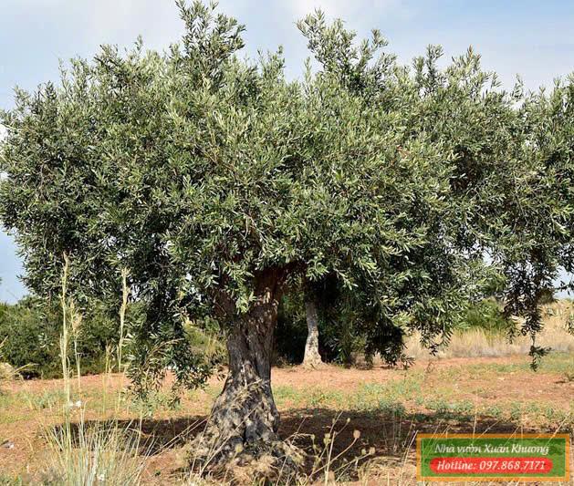 cây o liu (1)