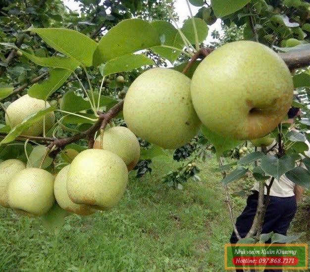 quả cây lê xanh (1)