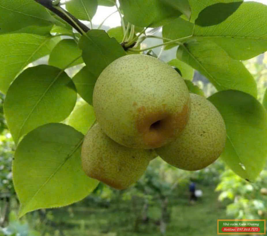 quả cây lê xanh (2)